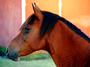 Close up of a brown horse's face